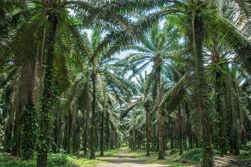 industrial supplies for palm oil industry